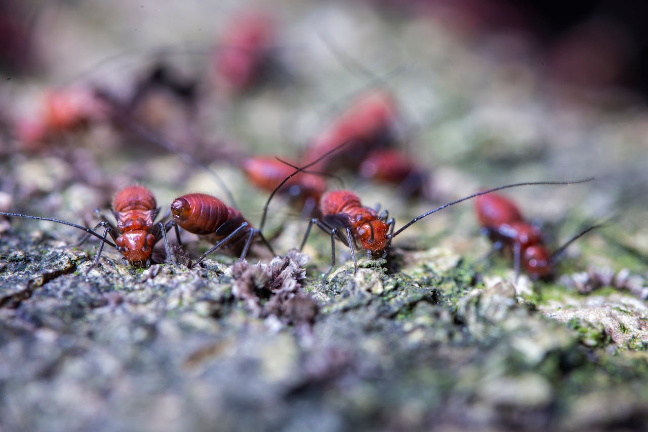 Cómo eliminar una plaga de hormigas en casa Control de Plagas D3