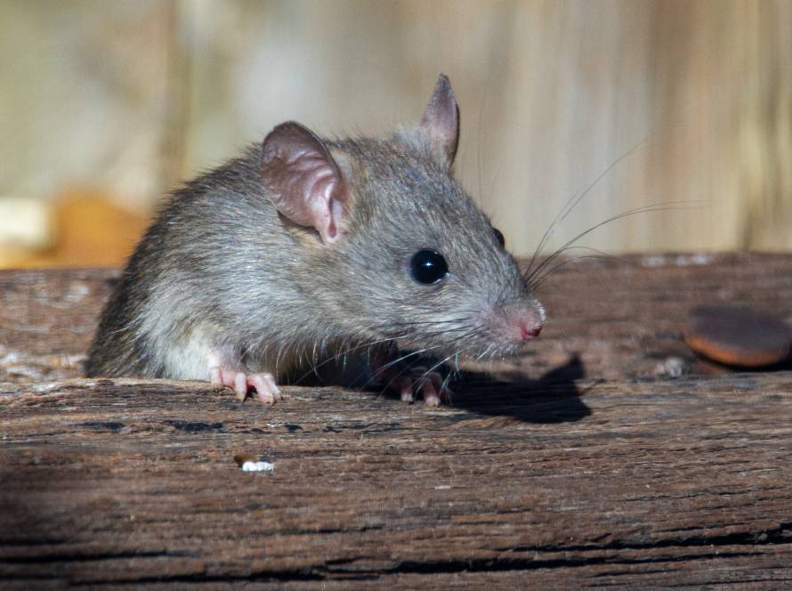 cómo saber si tengo ratones en casa