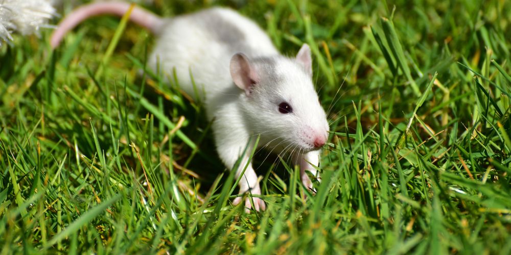 Consejos para evitar que entren ratas
