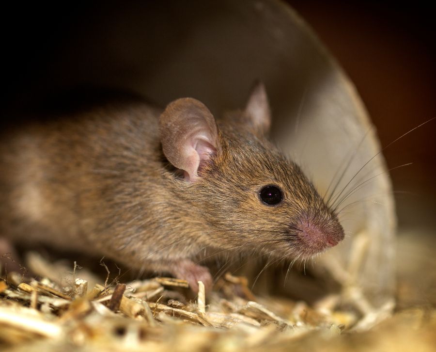 5 tips para saber por dónde entran las ratas