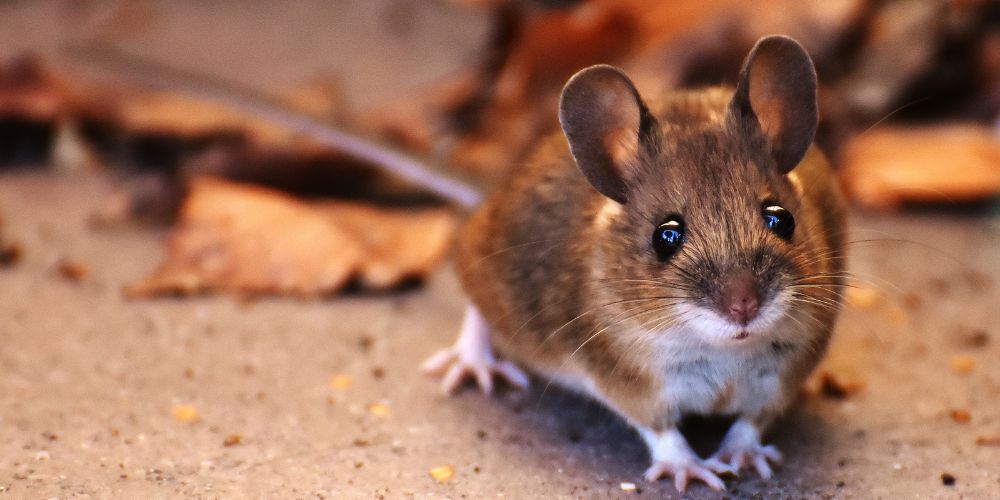 Cómo evitar que entren las ratas en casa