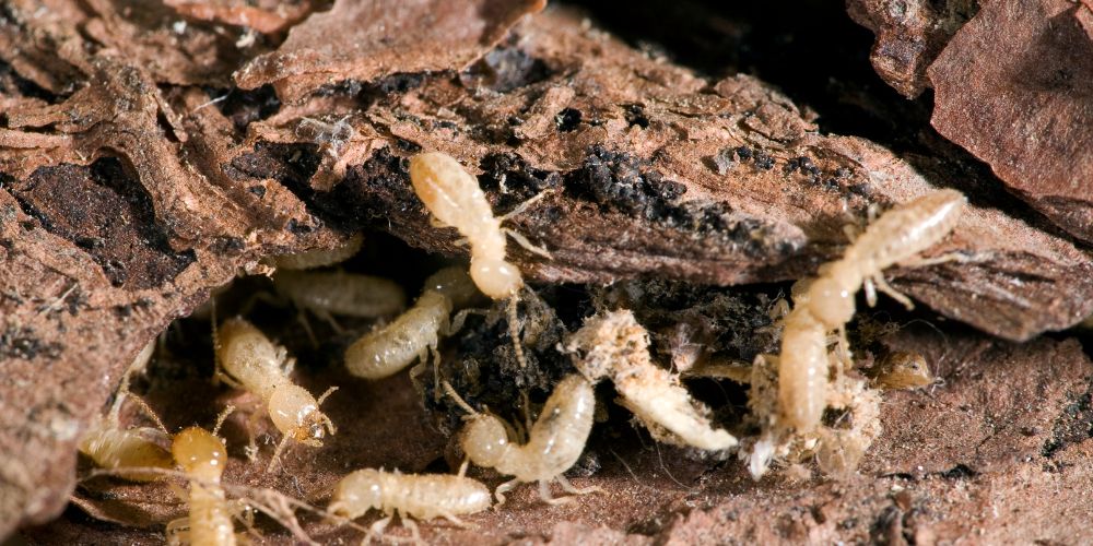 Diferencia entre carcoma y termita - Blog de Contraplagas Ambiental