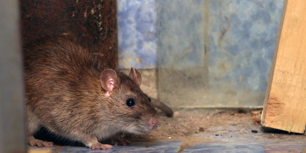 ratas y ratones según ley bienestar animal