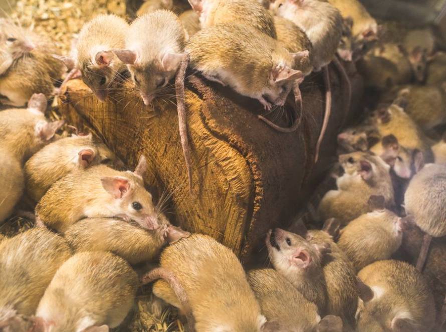eliminar plaga de ratas y ratones