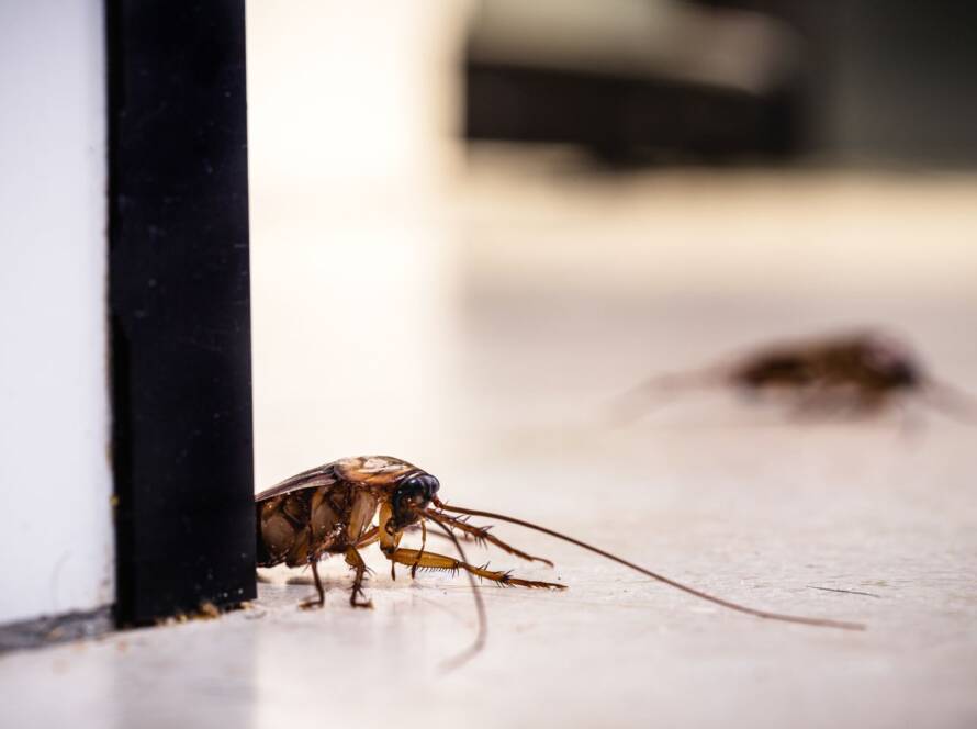 cucaracha gigante periplaneta americana