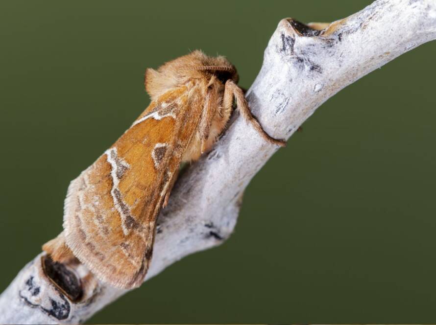 polillas gigantes Espana