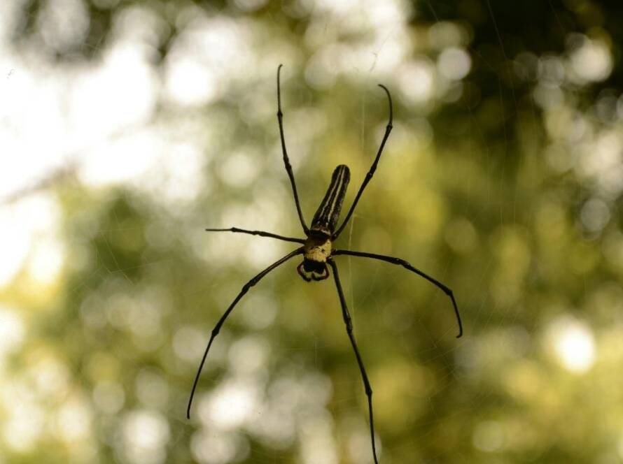 pholcus phalangioides araña de casa