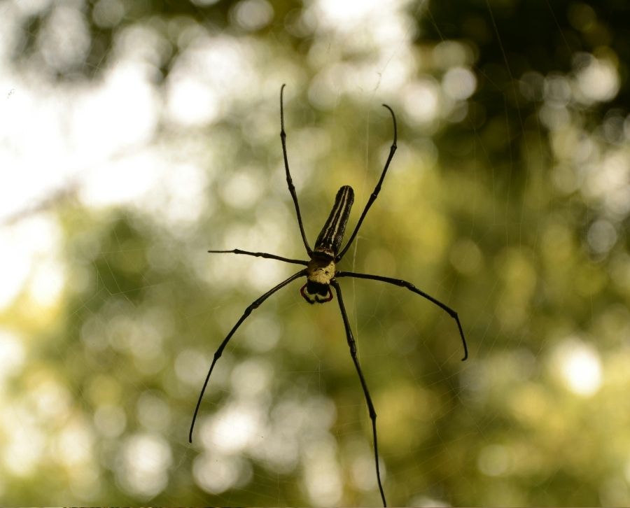 Todo sobre la araña patas largas o Pholcus Phalangioides - Control de ...