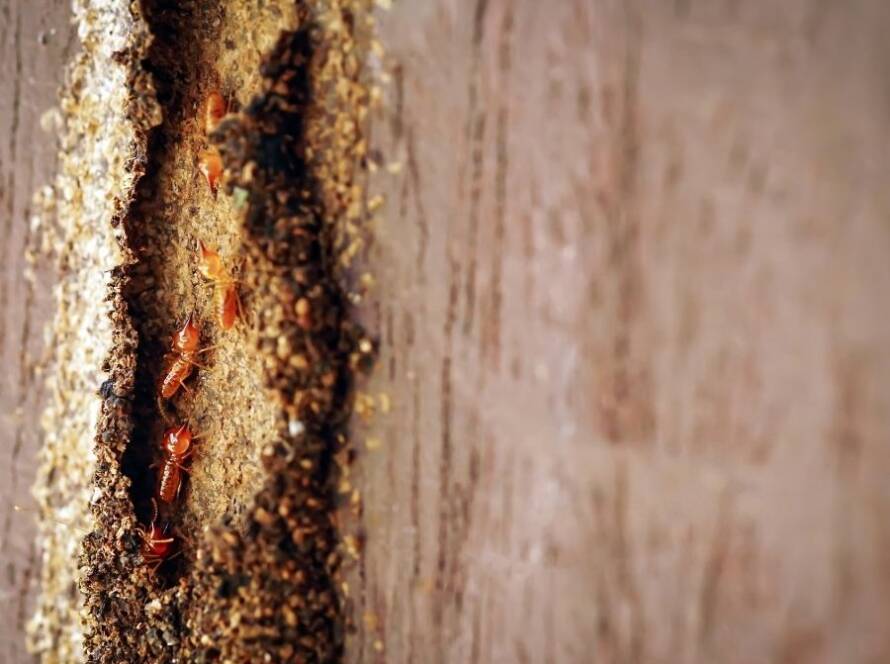 termitas en casa