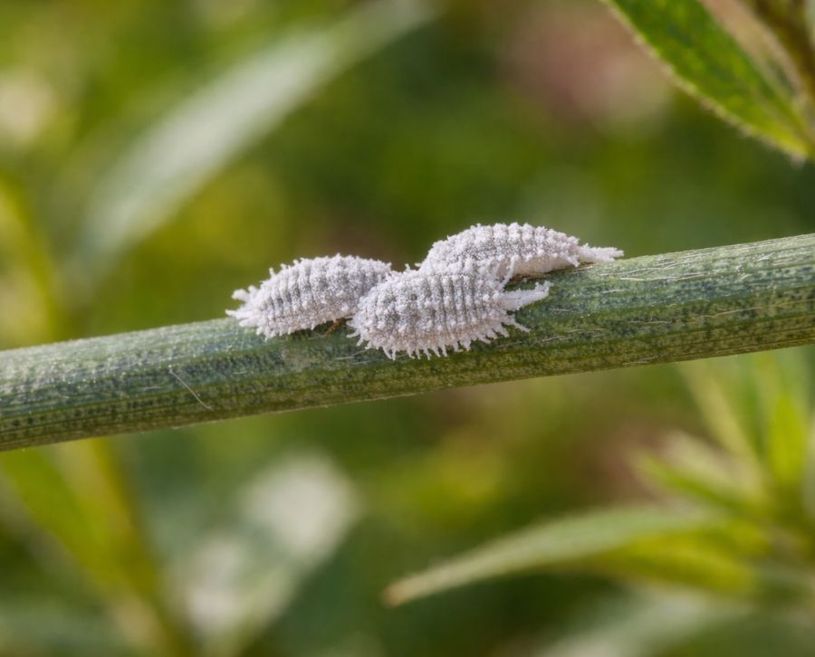 Conchito Insect Cochinilla algodonosa ¿Qué es y cómo se puede eliminar?
