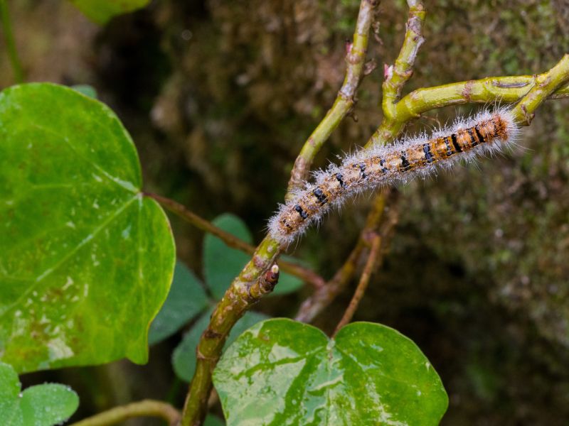 tratamiento procesionaria