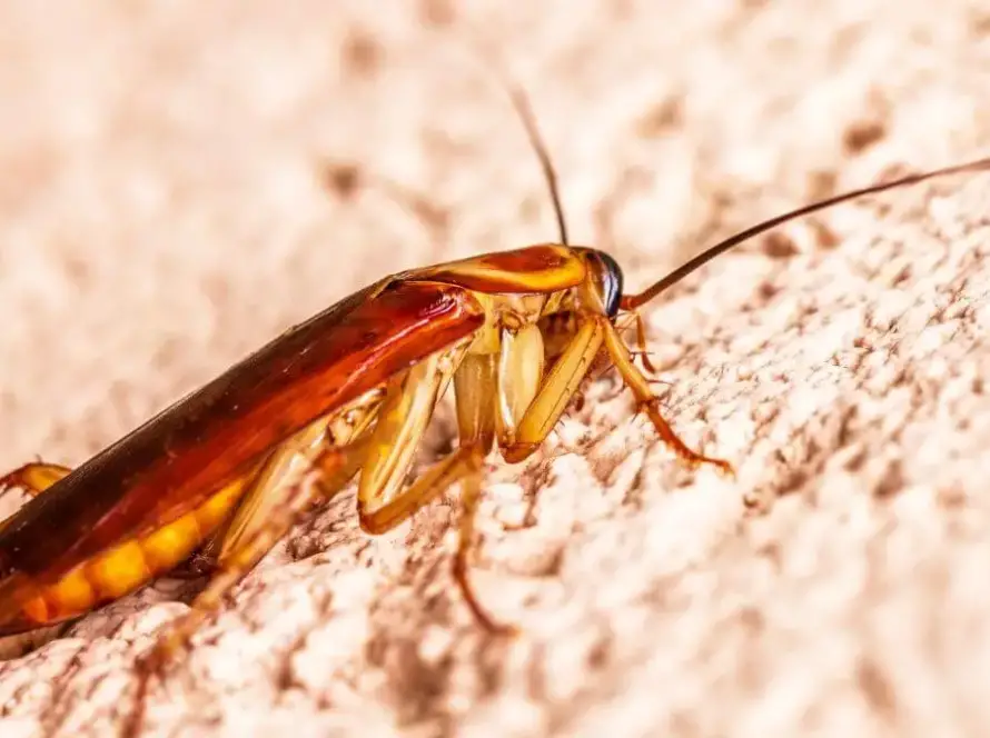 plaga de cucarachas