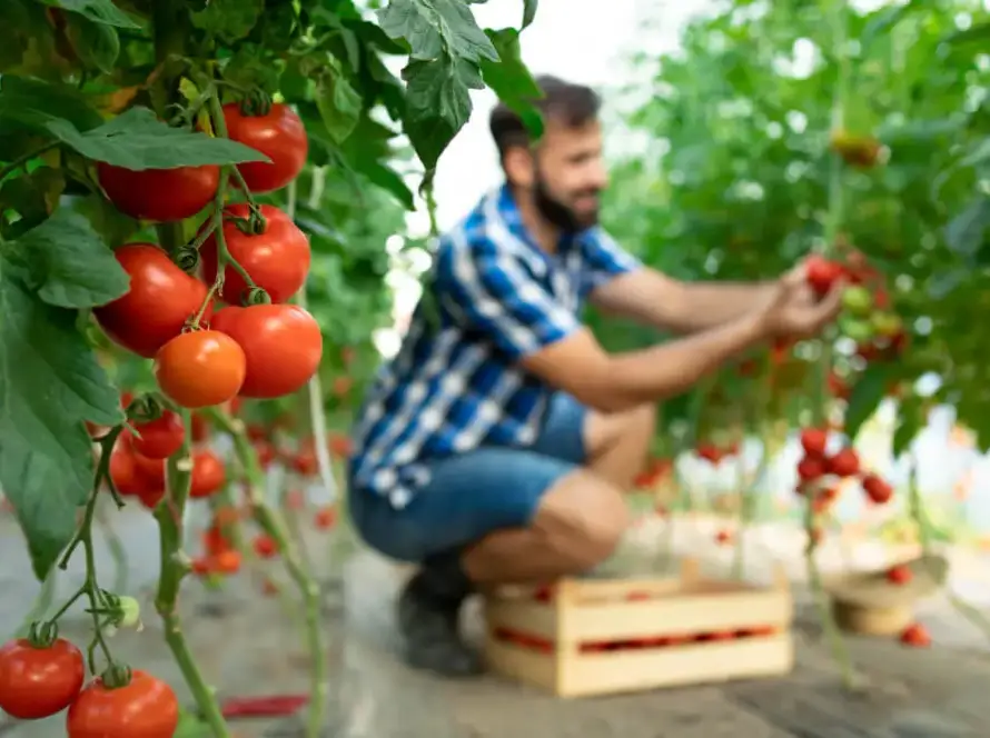 plagas tomates