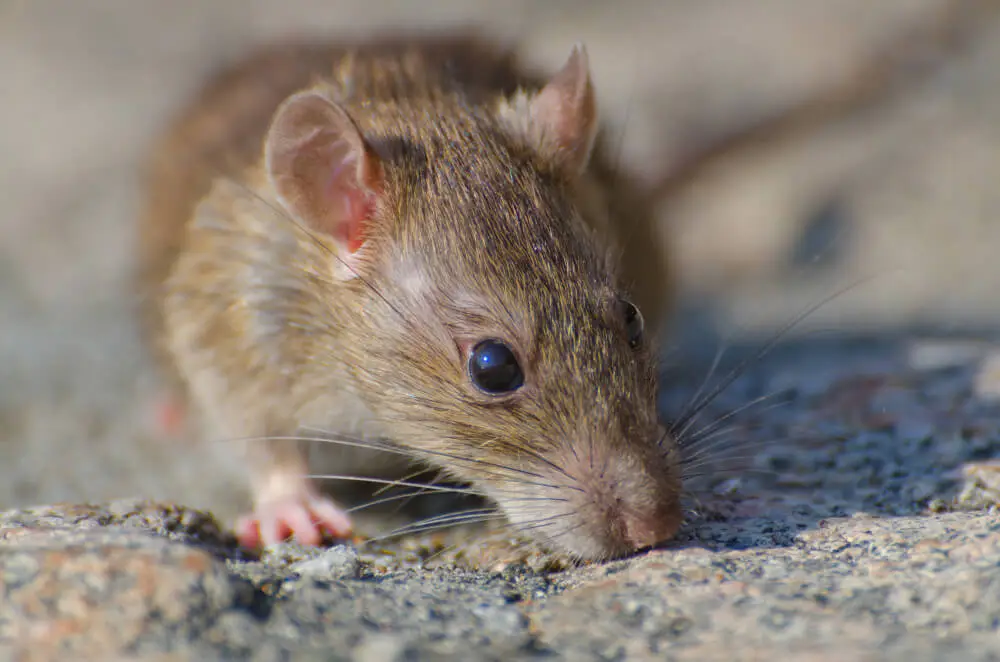 ratón de campo