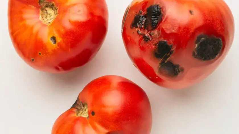 tomatera con plagas