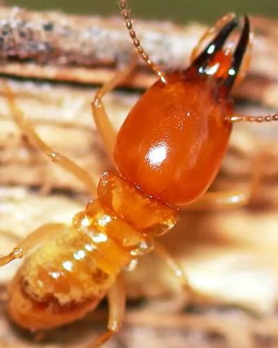 eliminar-infestaciones-termitas