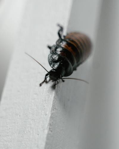 Empresa plagas cucarachas