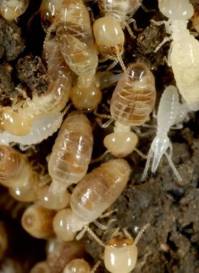 plagas-de-termitas-en-alicante